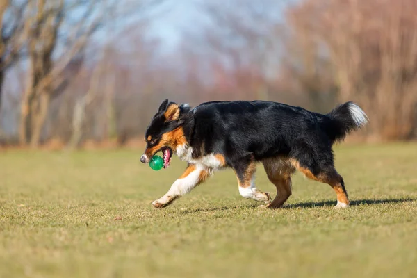 Australian Shepherd berjalan dengan bola di moncong — Stok Foto