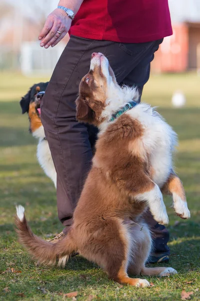 Cucciolo si alza per raggiungere un piacere — Foto Stock