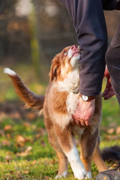 Man wants to carry his puppy — Stock Photo, Image