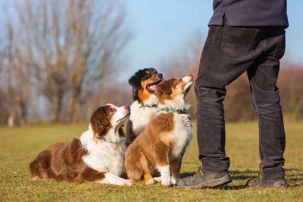 Adam üç Avustralyalı çoban köpekleri ile — Stok fotoğraf