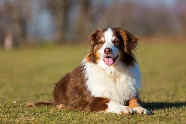 eski bir Avustralya çoban köpeği portresi