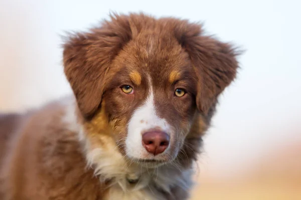 Kopfporträt eines australischen Schäferhundes — Stockfoto