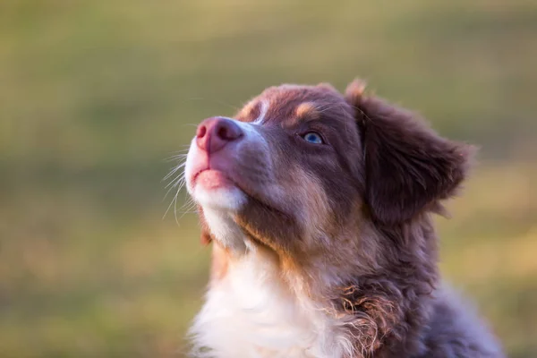 Cãozinho pastor australiano olha para cima — Fotografia de Stock