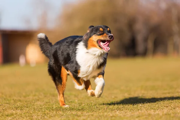 Australischer Schäferhund läuft auf die Wiese — Stockfoto