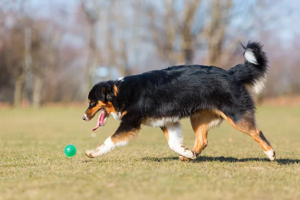 Australian Shepherd berlari untuk bola — Stok Foto