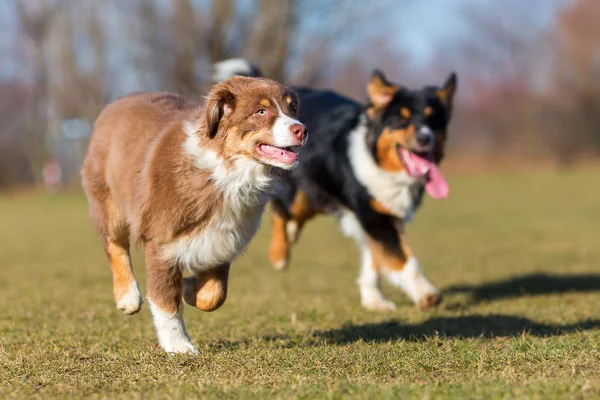 オーストラリアン シェパードの子犬と大人を実行します。 — ストック写真