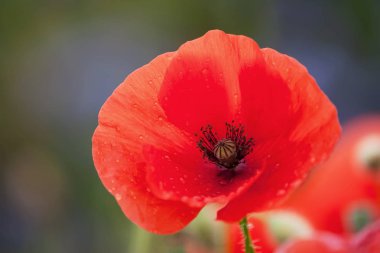 bir haşhaş çiçeği portresi