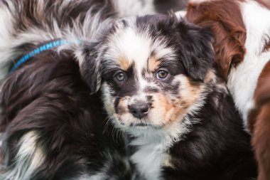 Avustralyalı çoban köpek diğer köpekler arasında