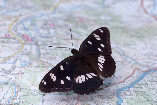 White admiral sitting on a tourist map — Stock Photo, Image