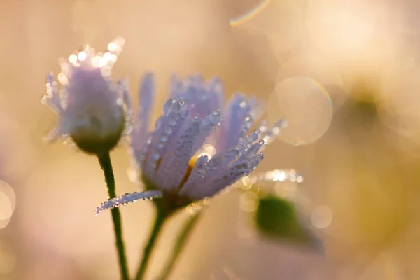 Flores de margarida com gotas de orvalho na luz da manhã — Fotografia de Stock