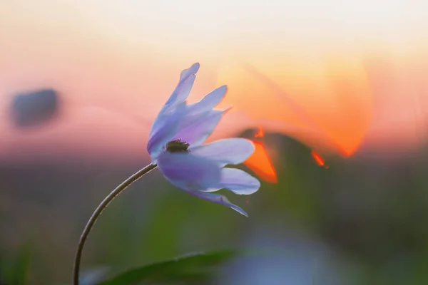Flor de uma anêmona de madeira ao pôr-do-sol — Fotografia de Stock