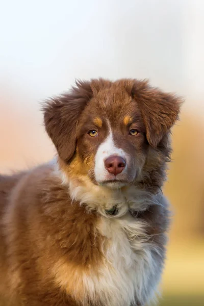 Ritratto della testa di un cucciolo di pastore australiano — Foto Stock