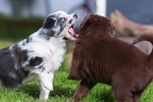 Dos cachorros pastor australiano luchando —  Fotos de Stock