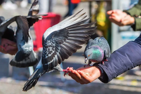 Hands feeding doves in Venice, Italy — Stock Photo, Image
