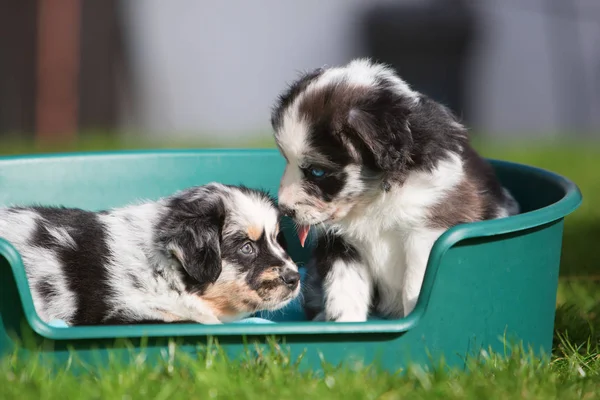 Dos cachorros pastor australiano en una canasta de perro —  Fotos de Stock