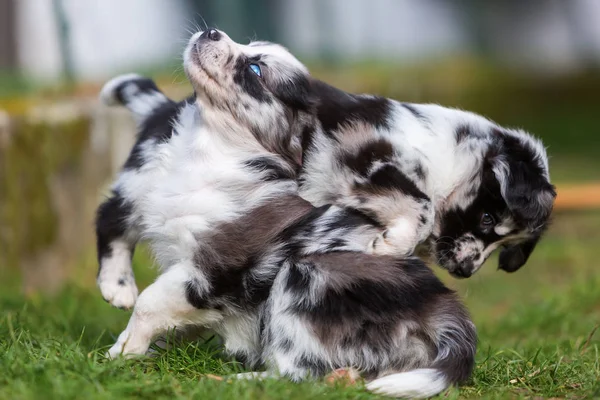 Dos cachorros pastor australiano luchando — Foto de Stock
