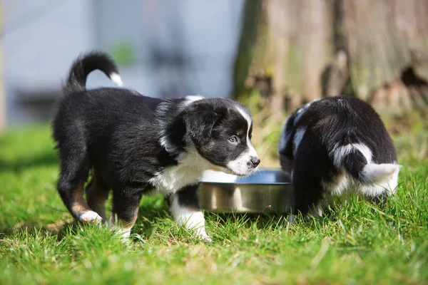 Deux chiots Berger Australien à l'extérieur — Photo