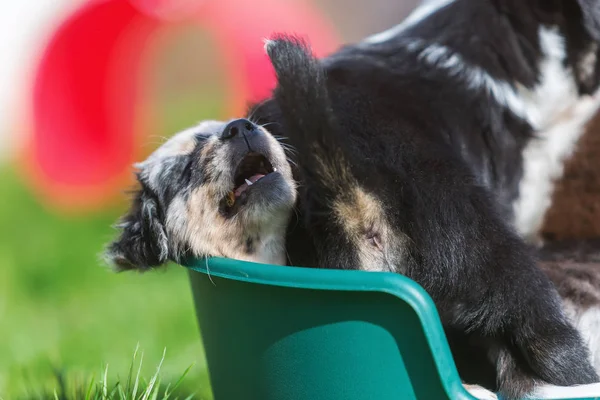 Dos cachorros pastor australiano en una canasta de perro —  Fotos de Stock