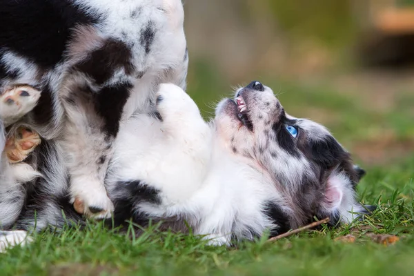 Dos cachorros pastor australiano luchando — Foto de Stock