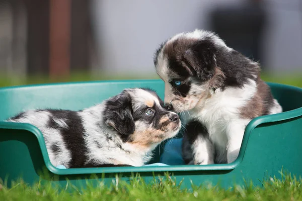 Zwei australische Schäferhunde in einem Hundekorb — Stockfoto