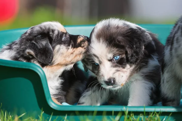 Two Australian Shepherd puppies in a dog basket — Stock Photo, Image