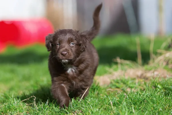 Australian Shepherd puppy runs on the lawn — Stock Photo, Image