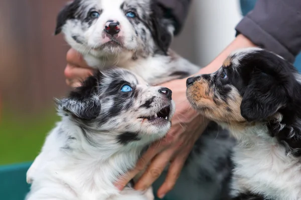 Femme avec trois chiots Berger Australien — Photo