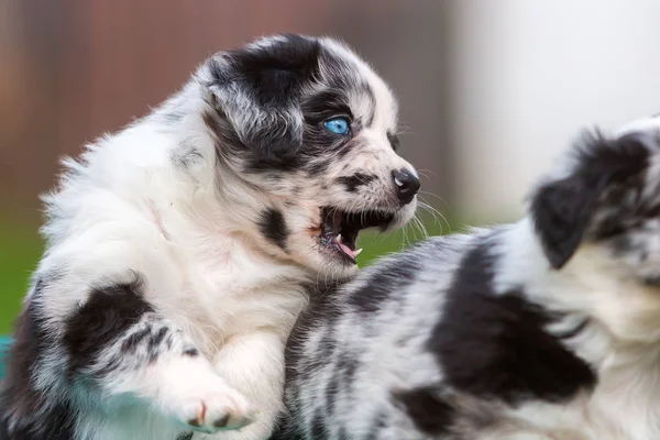 Australischer Schäferhund bellt Geschwister an — Stockfoto