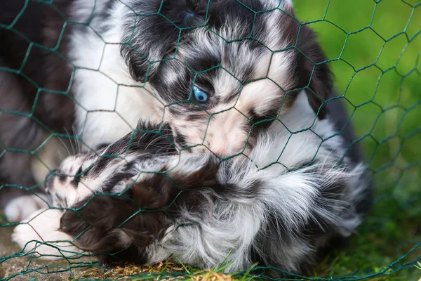 Deux chiots se battant derrière une clôture — Photo