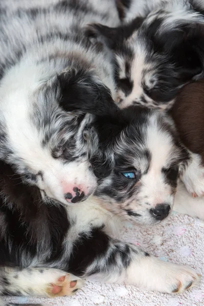 Chiots dormir un au-dessus de l'autre — Photo