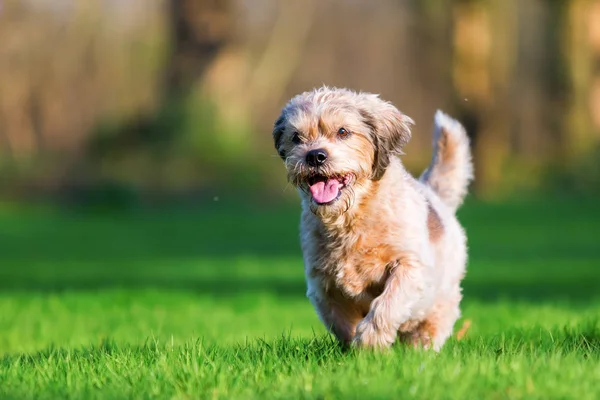 Cute older dog runs on the meadow — Stock Photo, Image