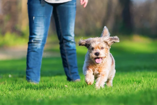 Cute older dog runs on the meadow — Stock Photo, Image