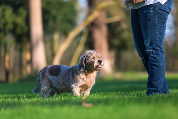 Jovem mulher com seu cão na grama — Fotografia de Stock