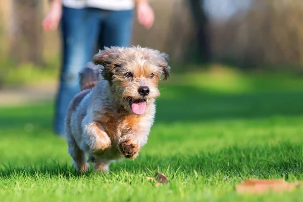 Netter älterer Hund läuft auf die Wiese — Stockfoto