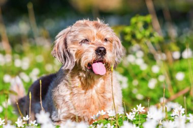 küçük yaşlı köpek thimbleweeds içinde