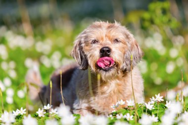 küçük yaşlı köpek thimbleweeds içinde