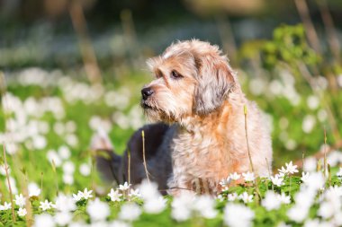 küçük yaşlı köpek thimbleweeds içinde