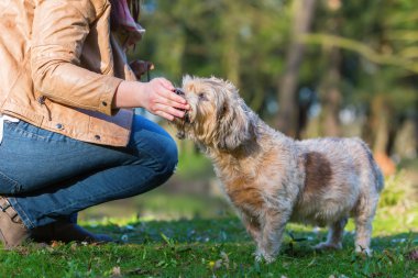 genç kadın köpeğini a muamele etmek