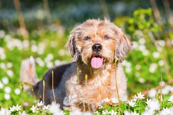 Kleiner alter Hund im Fingerhut — Stockfoto