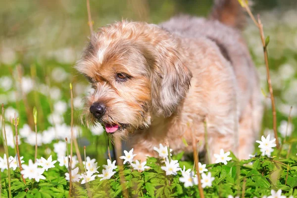 Pequeno cão velho no thimbleweeds — Fotografia de Stock