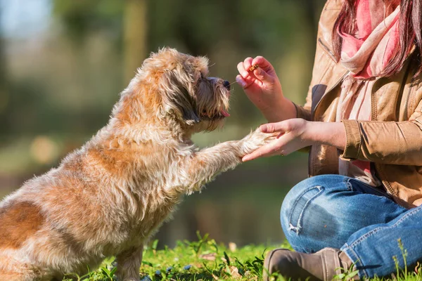 Donna dà cane un ossequio e ottiene la zampa — Foto Stock