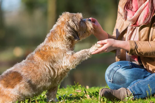Kobieta daje pies pewien traktować i dostaje łapa — Zdjęcie stockowe