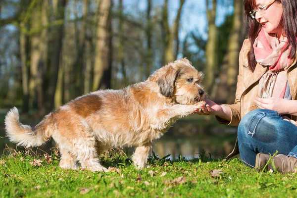 Woman gives dog a treat and gets the paw — Stock Photo, Image