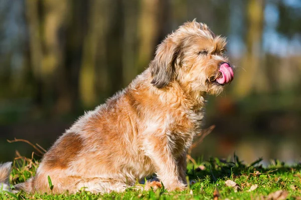 Porträt eines niedlichen älteren Hundes — Stockfoto