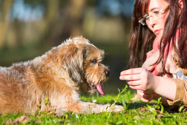 Mladá žena dává svého psa léčit — Stock fotografie