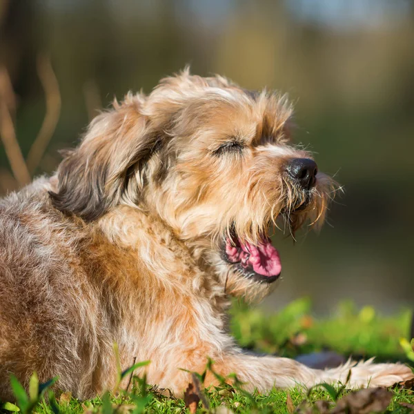 Hond ligt op het gras en gaapt — Stockfoto