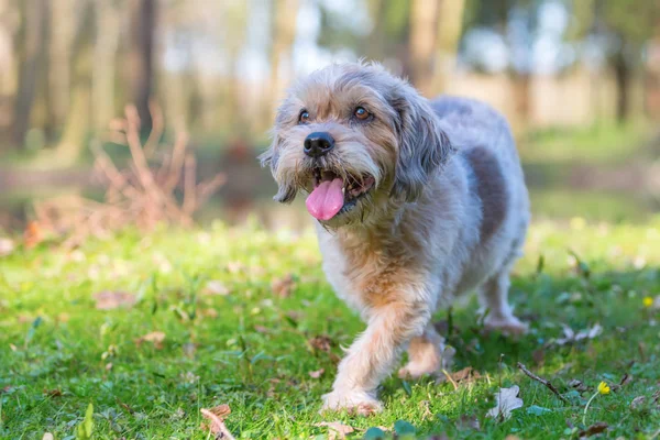 Cute older small dog outdoors — Stock Photo, Image