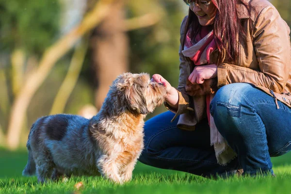 Jovem mulher dando seu cão um deleite — Fotografia de Stock