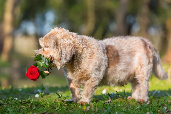 Bonito cão mais velho com uma rosa no focinho — Fotografia de Stock