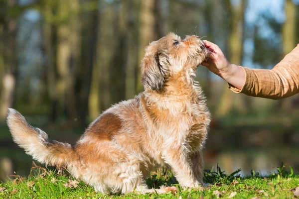 Young woman gives her dog a treat — Stock Photo, Image